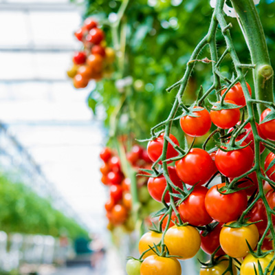 Agriculture & Horticultural Grow Lights